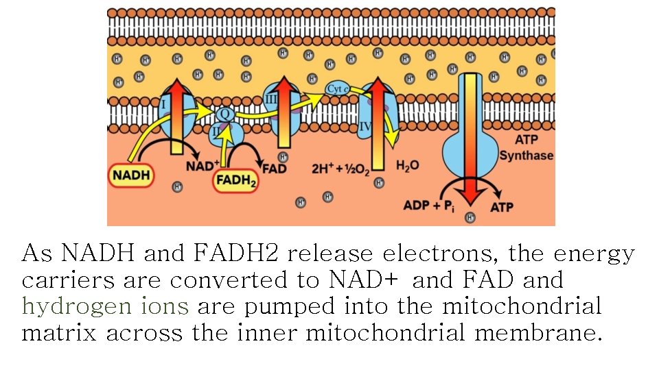 As NADH and FADH 2 release electrons, the energy carriers are converted to NAD+