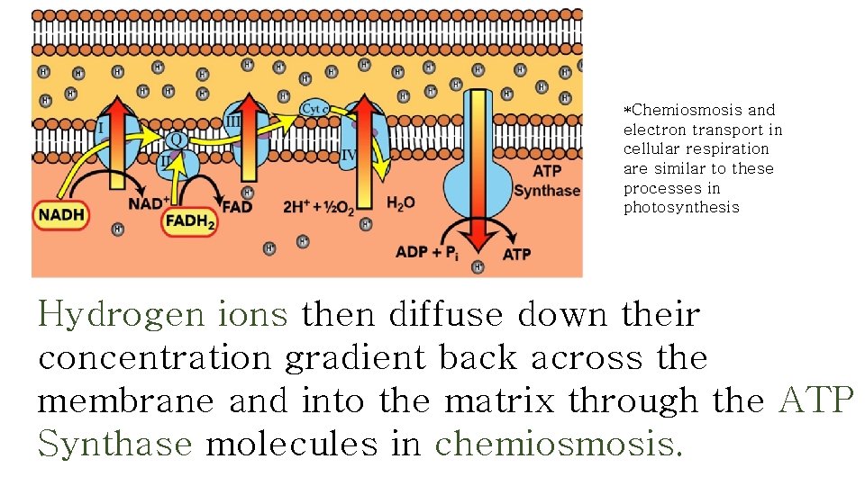 *Chemiosmosis and electron transport in cellular respiration are similar to these processes in photosynthesis