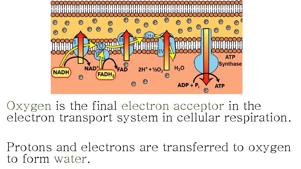 Oxygen is the final electron acceptor in the electron transport system in cellular respiration.