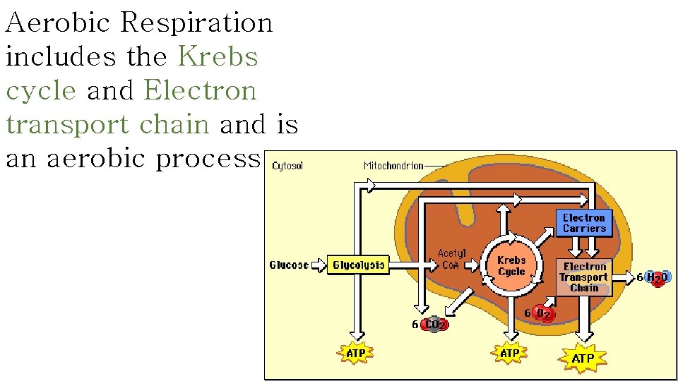 Aerobic Respiration includes the Krebs cycle and Electron transport chain and is an aerobic