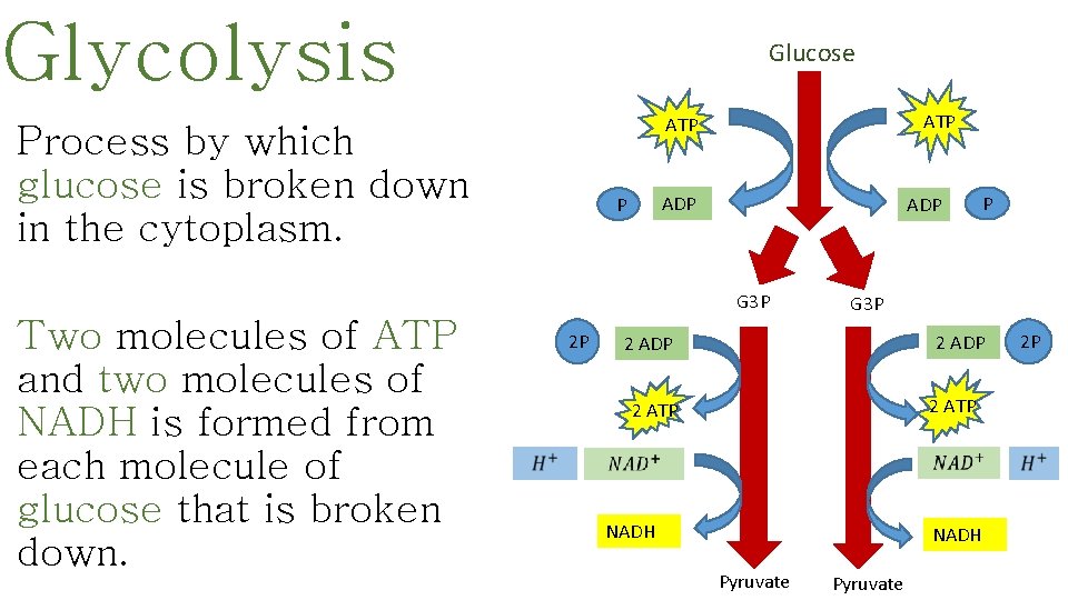 Glycolysis Glucose ATP Process by which glucose is broken down in the cytoplasm. ADP