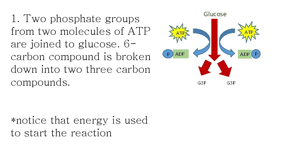 1. Two phosphate groups from two molecules of ATP are joined to glucose. 6