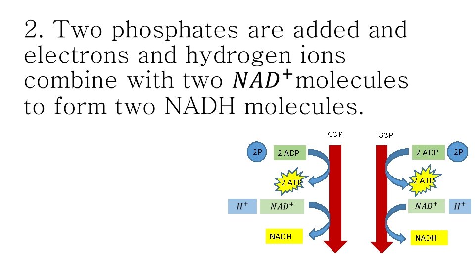  • G 3 P 2 P 2 ADP 2 ATP G 3 P