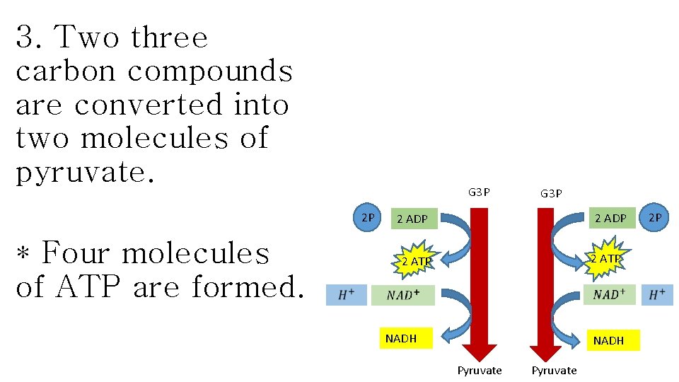 3. Two three carbon compounds are converted into two molecules of pyruvate. G 3