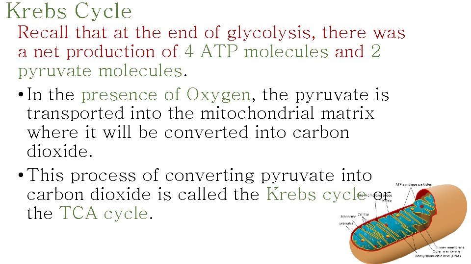 Krebs Cycle Recall that at the end of glycolysis, there was a net production