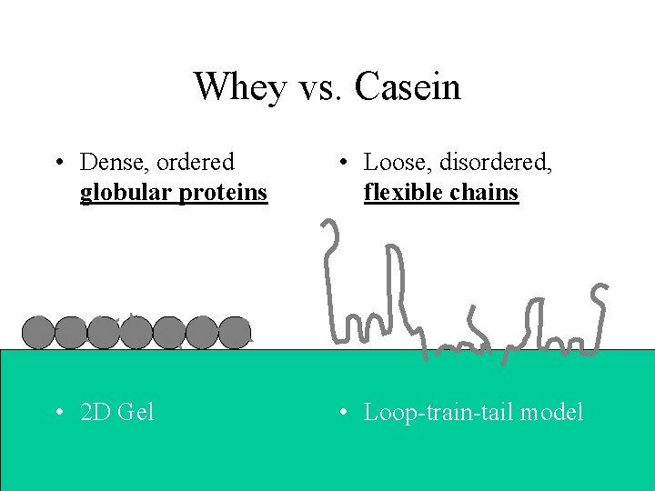 Whey vs. Casein • Dense, ordered globular proteins • Loose, disordered, flexible chains •