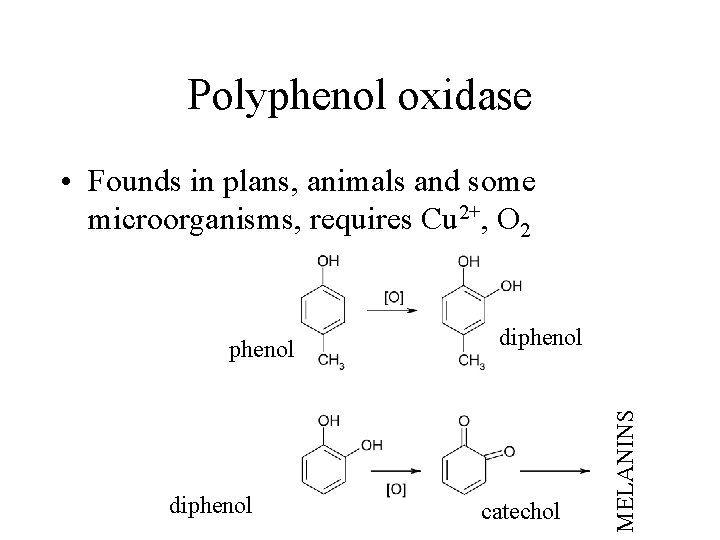 Polyphenol oxidase • Founds in plans, animals and some microorganisms, requires Cu 2+, O