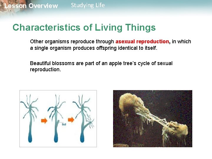 Lesson Overview Studying Life Characteristics of Living Things Other organisms reproduce through asexual reproduction,