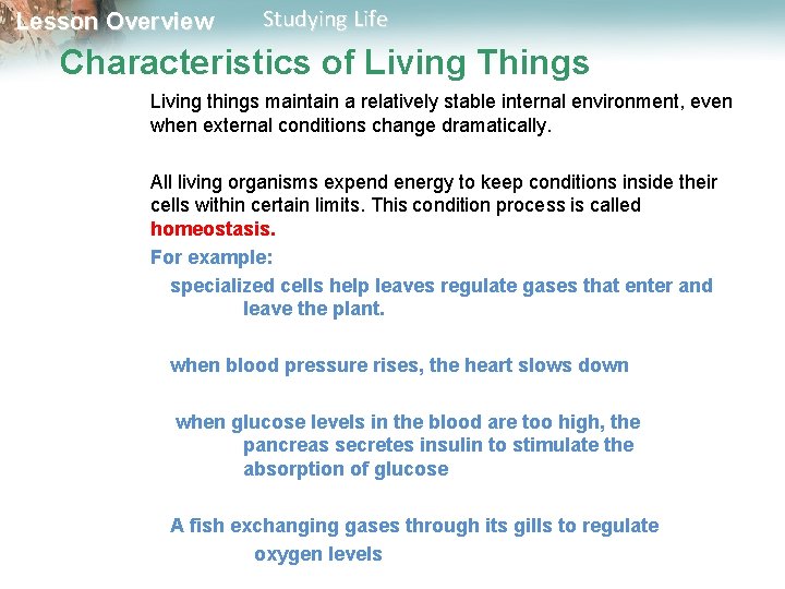 Lesson Overview Studying Life Characteristics of Living Things Living things maintain a relatively stable