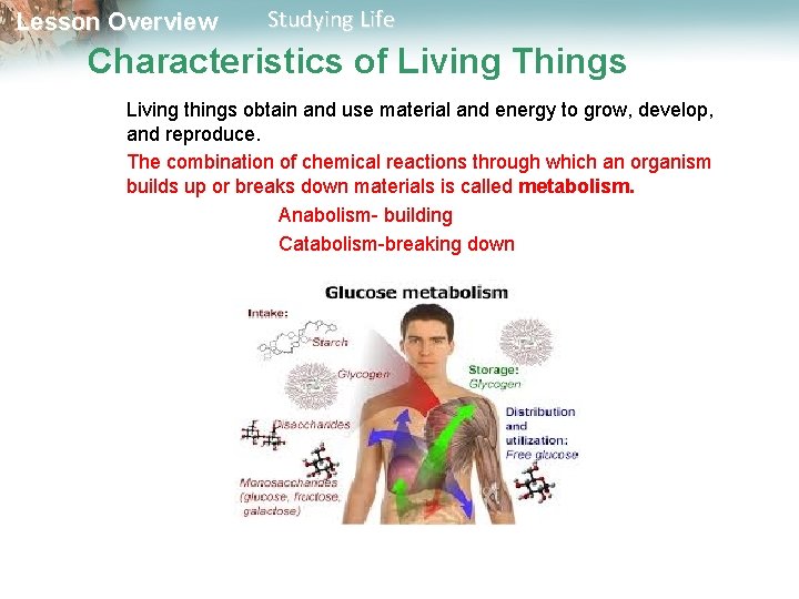 Lesson Overview Studying Life Characteristics of Living Things Living things obtain and use material