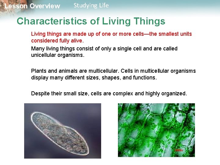 Lesson Overview Studying Life Characteristics of Living Things Living things are made up of