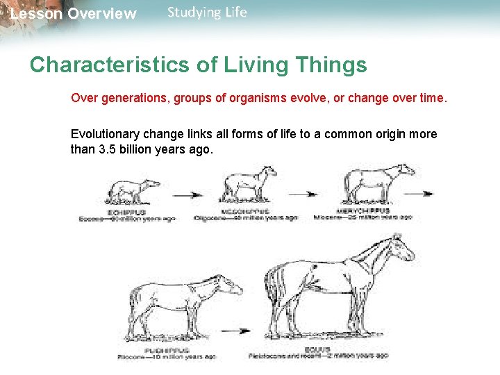 Lesson Overview Studying Life Characteristics of Living Things Over generations, groups of organisms evolve,