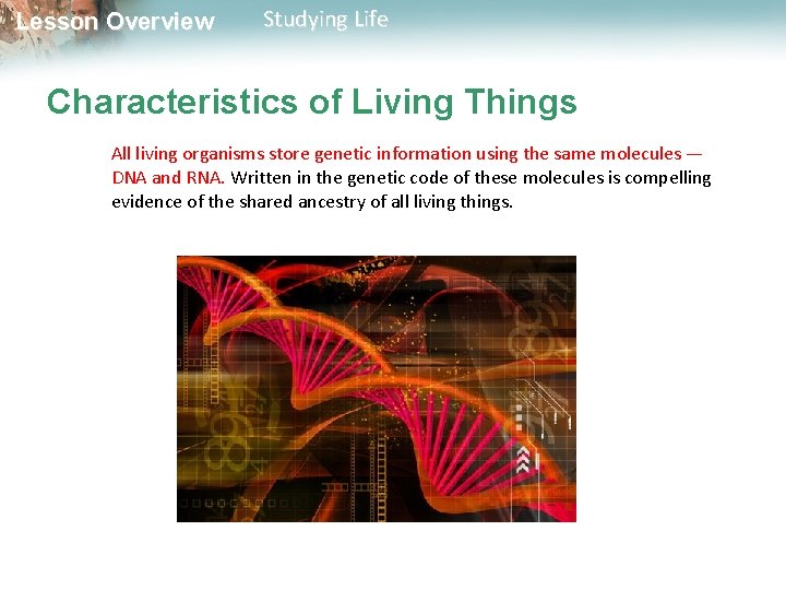 Lesson Overview Studying Life Characteristics of Living Things All living organisms store genetic information