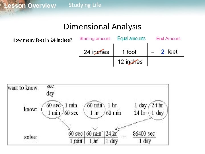 Lesson Overview Studying Life Dimensional Analysis How many feet in 24 inches? 