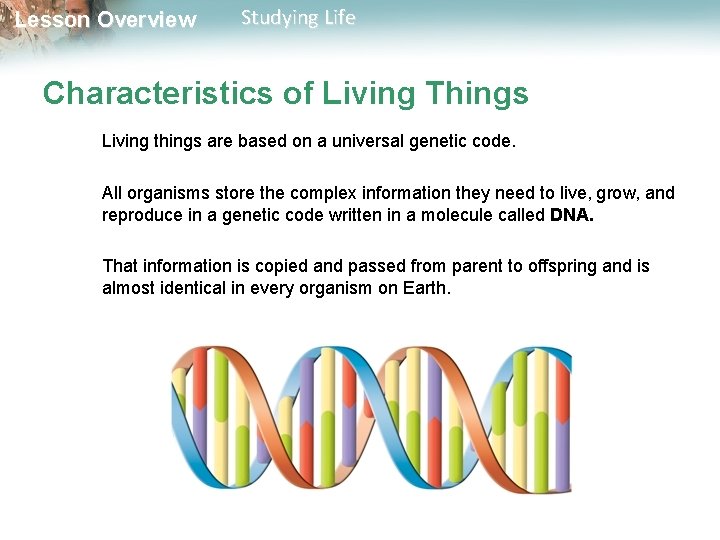 Lesson Overview Studying Life Characteristics of Living Things Living things are based on a