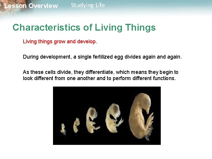 Lesson Overview Studying Life Characteristics of Living Things Living things grow and develop. During