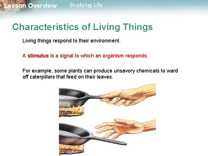 Lesson Overview Studying Life Characteristics of Living Things Living things respond to their environment.