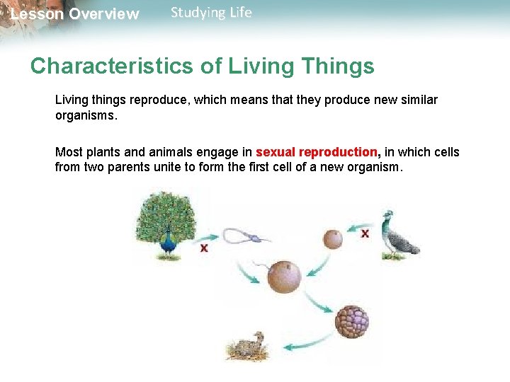 Lesson Overview Studying Life Characteristics of Living Things Living things reproduce, which means that