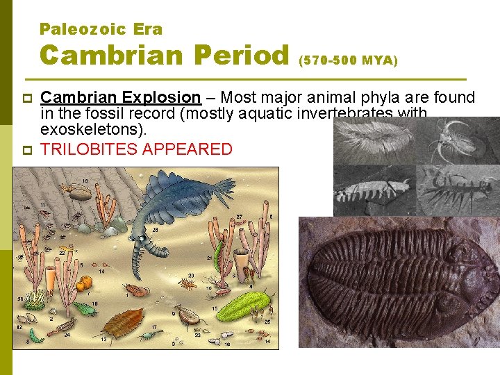 Paleozoic Era Cambrian Period p p (570 -500 MYA) Cambrian Explosion – Most major