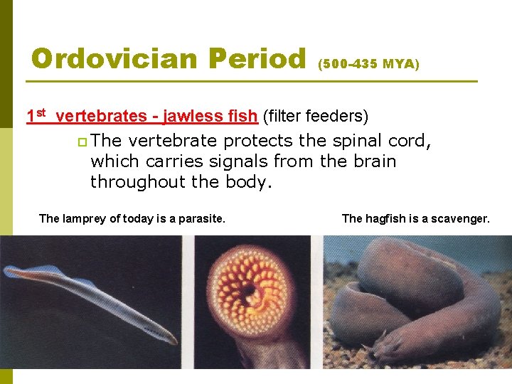 Ordovician Period (500 -435 MYA) 1 st vertebrates - jawless fish (filter feeders) p