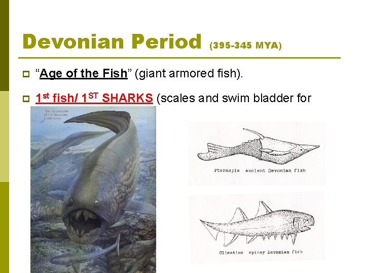 Devonian Period (395 -345 MYA) p “Age of the Fish” (giant armored fish). p