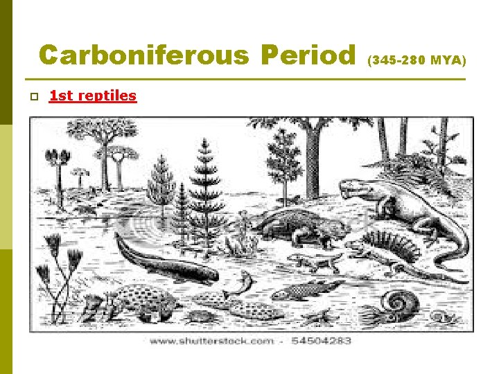 Carboniferous Period p 1 st reptiles (345 -280 MYA) 