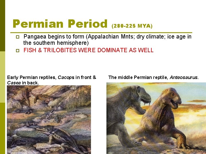 Permian Period p p (280 -225 MYA) Pangaea begins to form (Appalachian Mnts; dry