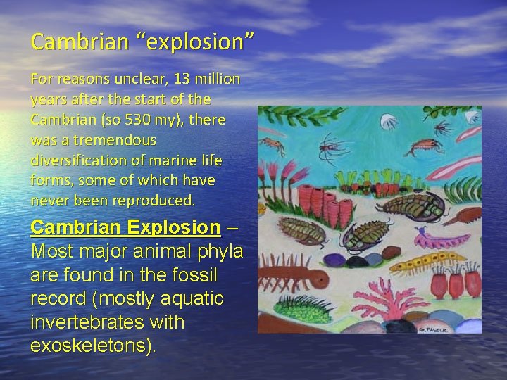 Cambrian “explosion” For reasons unclear, 13 million years after the start of the Cambrian