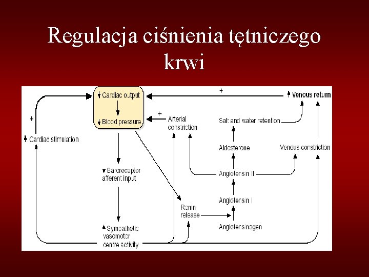 Regulacja ciśnienia tętniczego krwi 