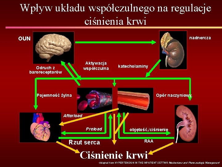 Wpływ układu współczulnego na regulacje ciśnienia krwi nadnercza OUN Aktywacja współczulna Odruch z baroreceptorów