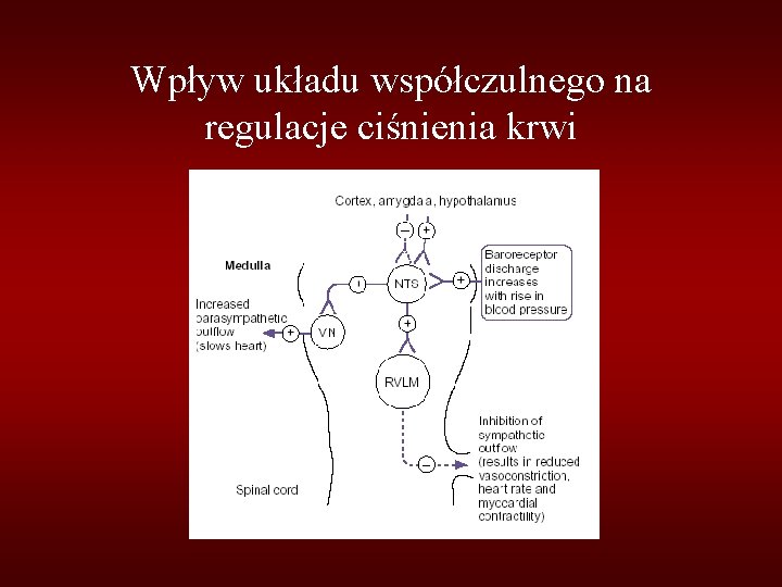 Wpływ układu współczulnego na regulacje ciśnienia krwi 