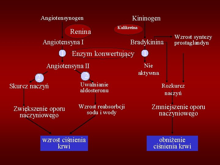 Angiotensynogen Kininogen Renina Kalikreina Angiotensyna I Bradykinina 1 1 Enzym konwertujący Angiotensyna II 2