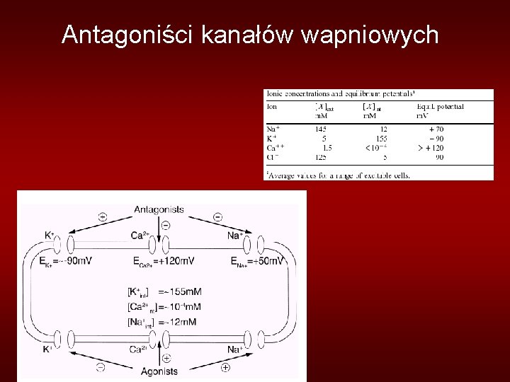 Antagoniści kanałów wapniowych 