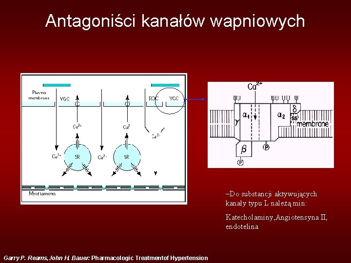 Antagoniści kanałów wapniowych –Do substancji aktywujących kanały typu L należą min: Katecholaminy, Angiotensyna II,