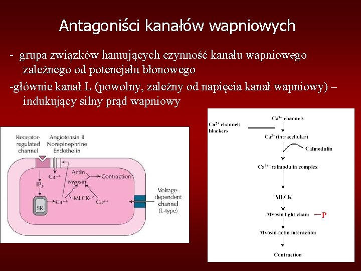 Antagoniści kanałów wapniowych - grupa związków hamujących czynność kanału wapniowego zależnego od potencjału błonowego