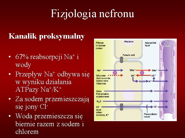 Fizjologia nefronu Kanalik proksymalny • 67% reabsorpcji Na+ i wody • Przepływ Na+ odbywa