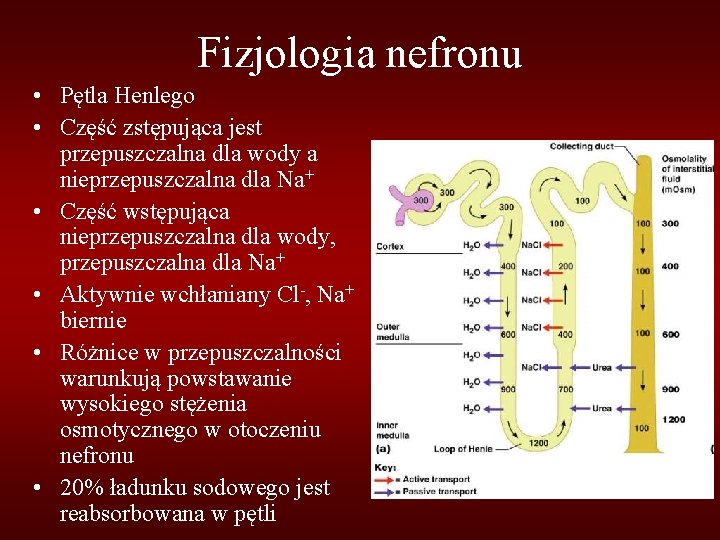 Fizjologia nefronu • Pętla Henlego • Część zstępująca jest przepuszczalna dla wody a nieprzepuszczalna