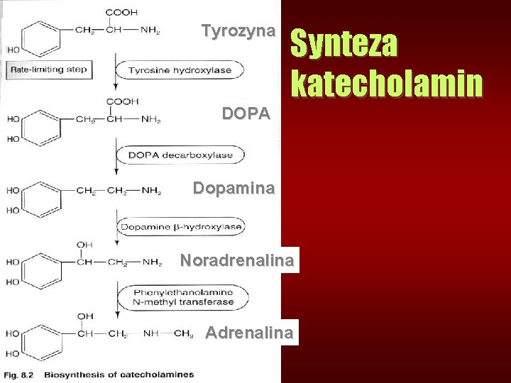 Tyrozyna DOPA Synteza katecholamin Dopamina Noradrenalina Adrenalina 