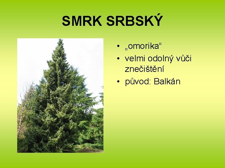 SMRK SRBSKÝ • „omorika“ • velmi odolný vůči znečištění • původ: Balkán 