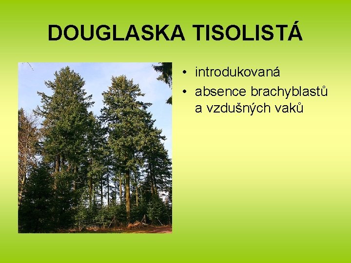 DOUGLASKA TISOLISTÁ • introdukovaná • absence brachyblastů a vzdušných vaků 