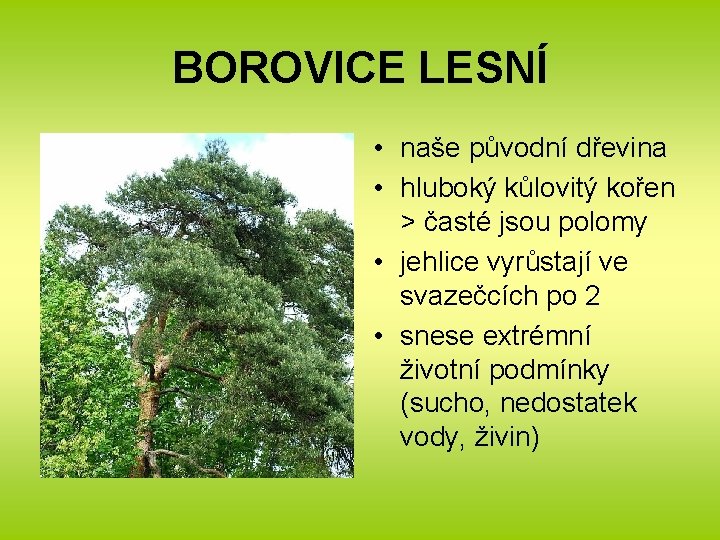 BOROVICE LESNÍ • naše původní dřevina • hluboký kůlovitý kořen > časté jsou polomy