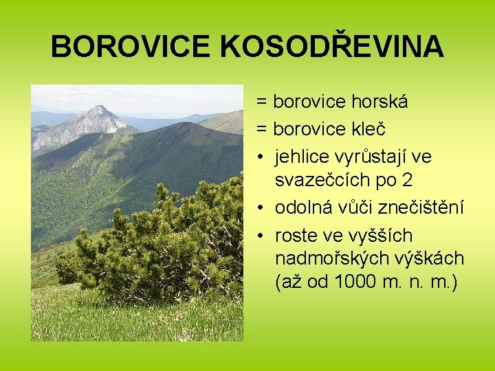 BOROVICE KOSODŘEVINA = borovice horská = borovice kleč • jehlice vyrůstají ve svazečcích po