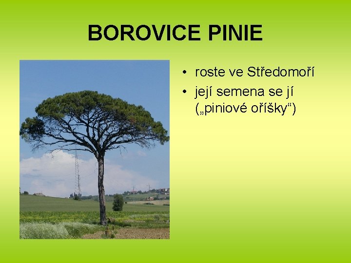 BOROVICE PINIE • roste ve Středomoří • její semena se jí („piniové oříšky“) 