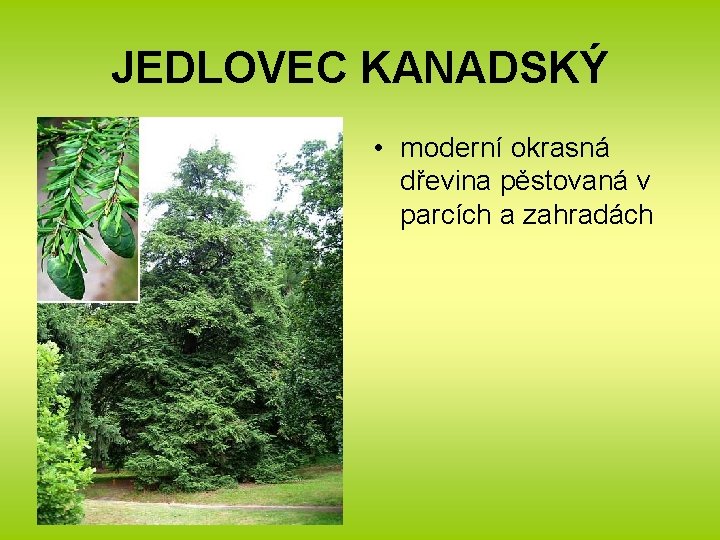 JEDLOVEC KANADSKÝ • moderní okrasná dřevina pěstovaná v parcích a zahradách 