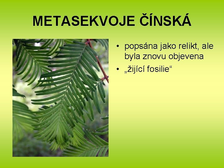 METASEKVOJE ČÍNSKÁ • popsána jako relikt, ale byla znovu objevena • „žijící fosilie“ 