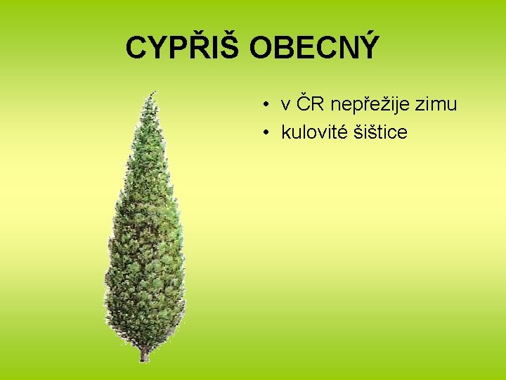 CYPŘIŠ OBECNÝ • v ČR nepřežije zimu • kulovité šištice 