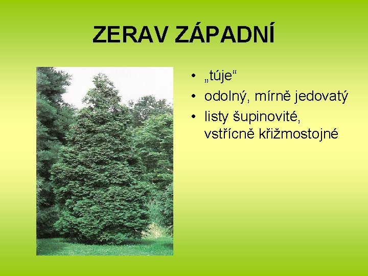 ZERAV ZÁPADNÍ • „túje“ • odolný, mírně jedovatý • listy šupinovité, vstřícně křižmostojné 