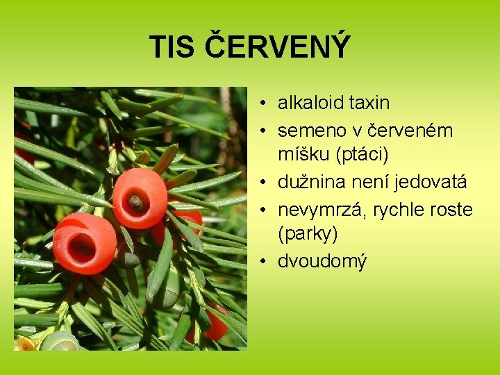 TIS ČERVENÝ • alkaloid taxin • semeno v červeném míšku (ptáci) • dužnina není