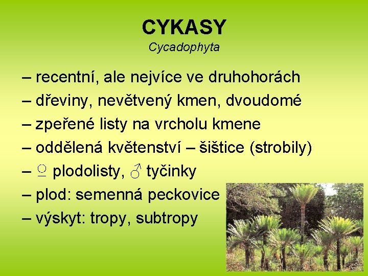 CYKASY Cycadophyta – recentní, ale nejvíce ve druhohorách – dřeviny, nevětvený kmen, dvoudomé –