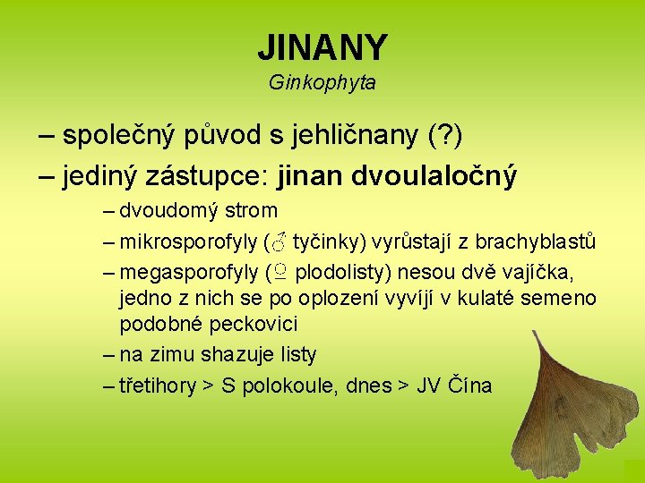 JINANY Ginkophyta – společný původ s jehličnany (? ) – jediný zástupce: jinan dvoulaločný